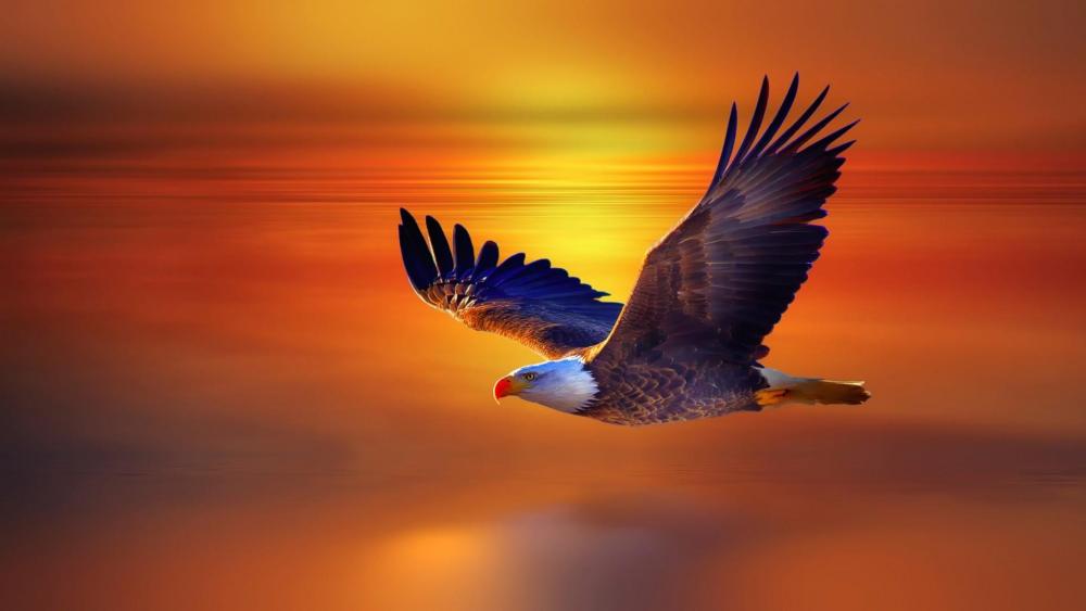 Majestic Eagle Soaring at Sunset wallpaper