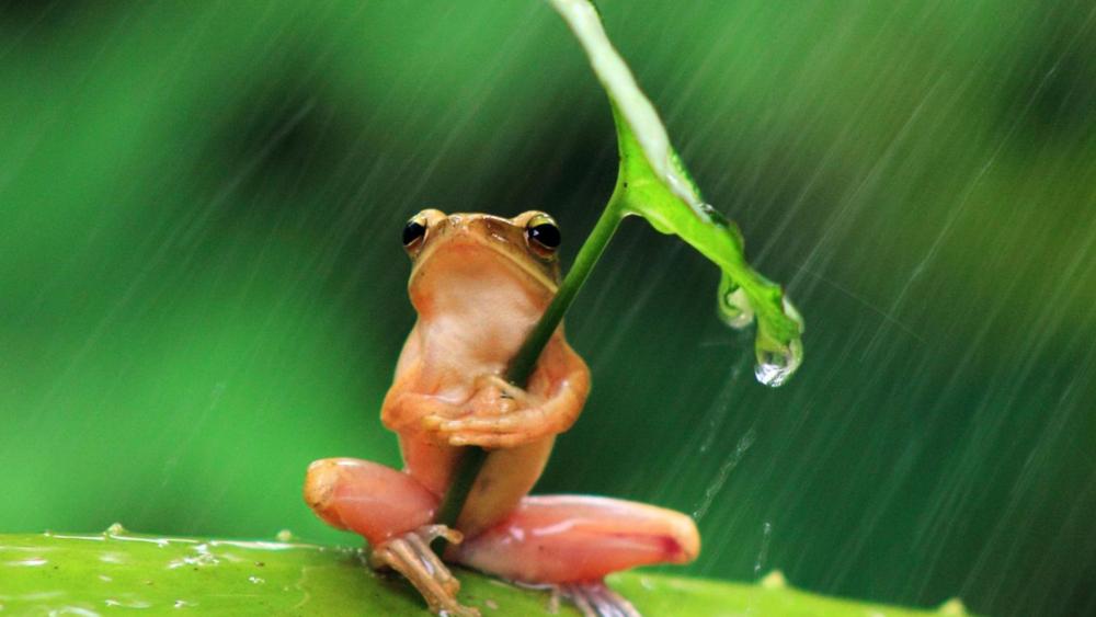 Frog Enjoying a Rainy Day Shelter wallpaper