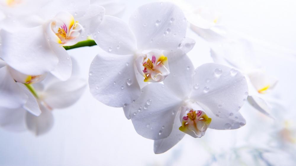 Ethereal White Orchids with Dewdrops wallpaper