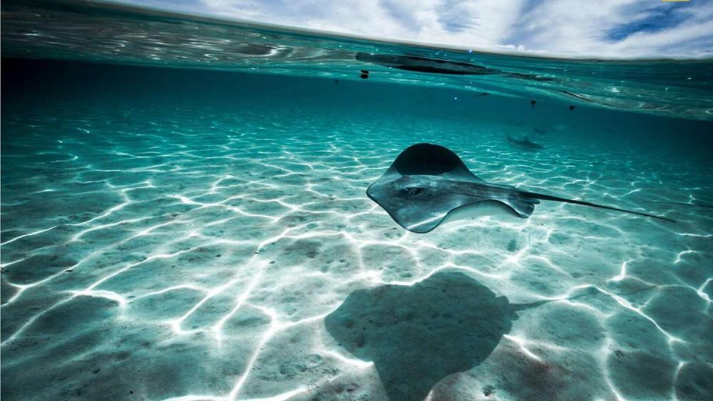 Majestic Manta Ray Glides in Serene Tahitian Waters wallpaper