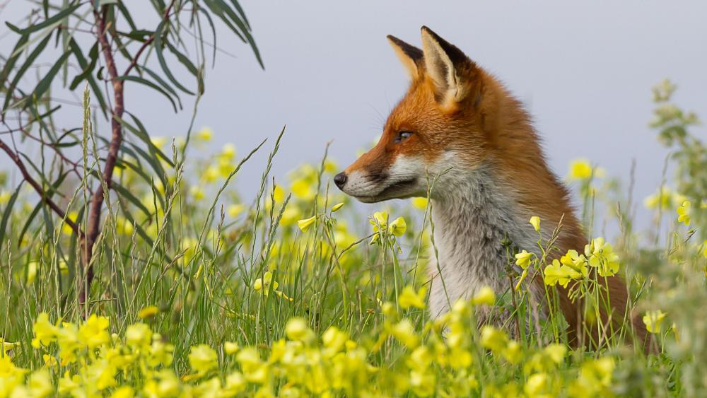 Fox in the flowerfield - Wildlife photography wallpaper