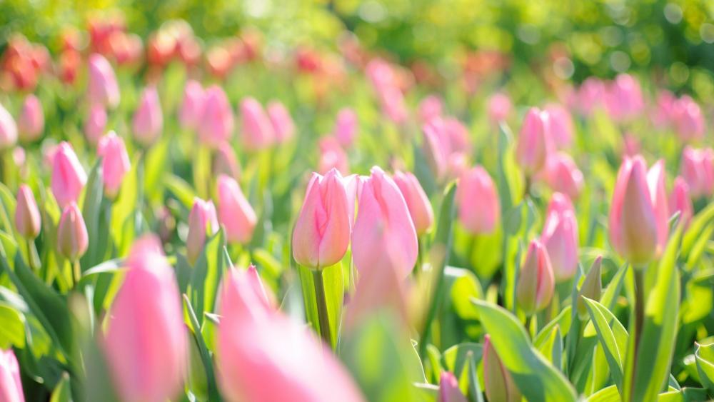 Tulip Springtime Splendor wallpaper