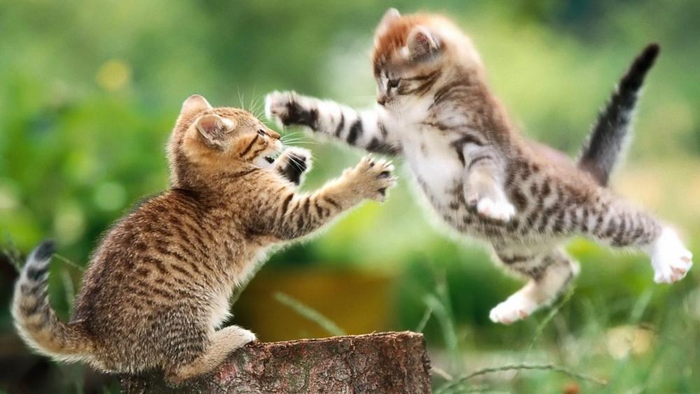 Playful Kittens in Mid-Air Antics wallpaper