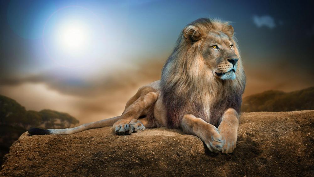 Beautiful lion on a big rock wallpaper