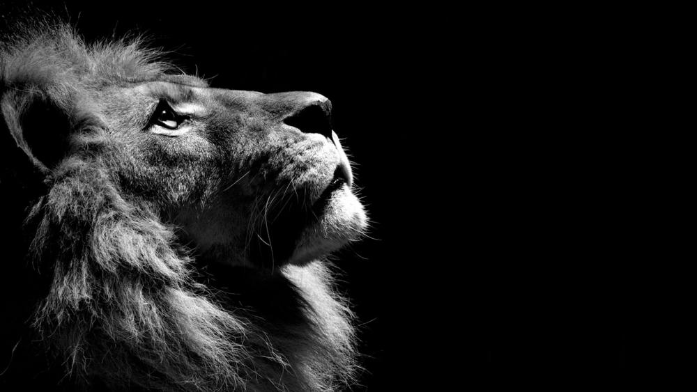 Majestic Lion in Black and White wallpaper