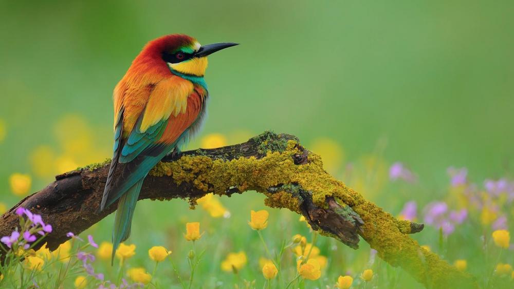 Vibrant Bird on a Mossy Branch wallpaper
