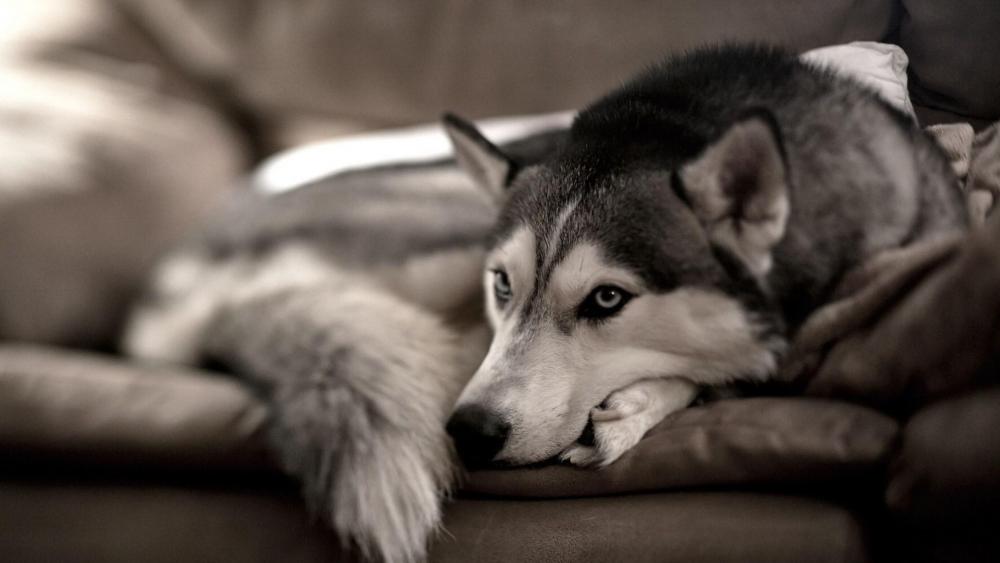 Serene Husky Resting Peacefully wallpaper