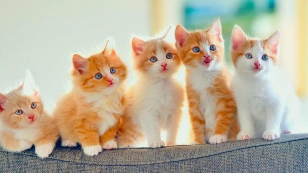 Five Adorable Kittens Lined Up for a Photo wallpaper