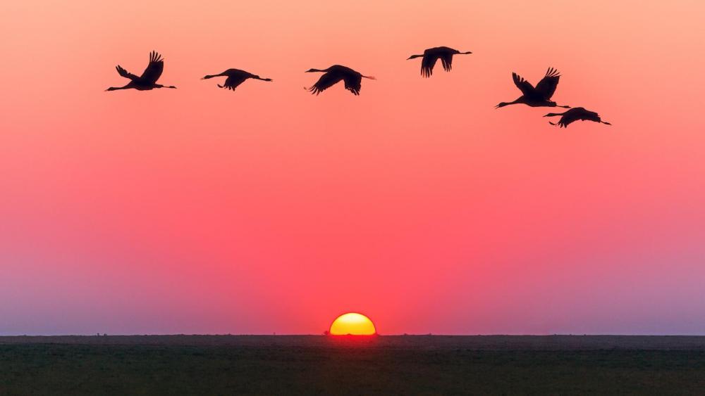 Flock at Sunset Silhouette wallpaper