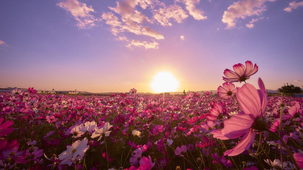 Sunrise Bloom in a Vibrant Flower Field wallpaper