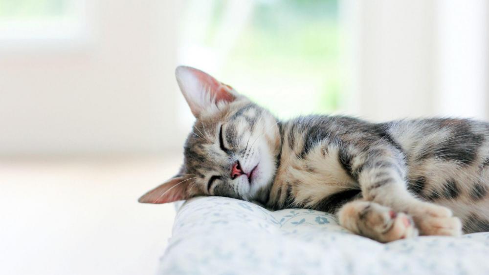 Dreaming Kitten in Serene Slumber wallpaper