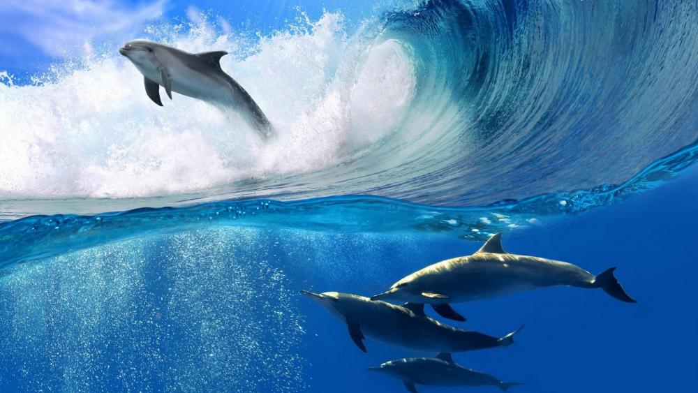 Dolphins Dancing in the Ocean's Embrace wallpaper