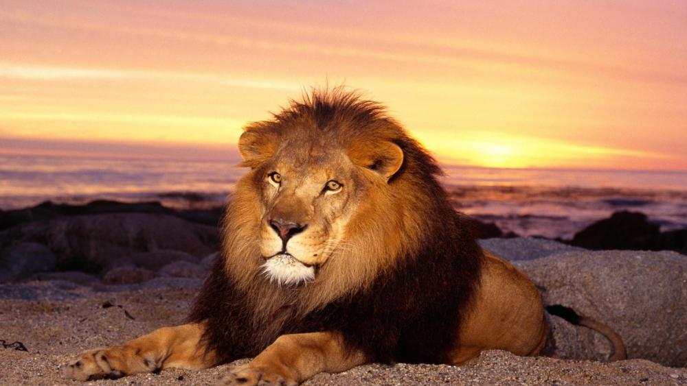 Majestic Lion at Sunset wallpaper
