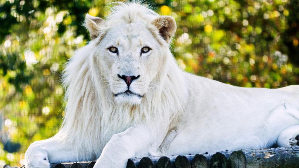 Majestic White Lion in Natural Splendor wallpaper