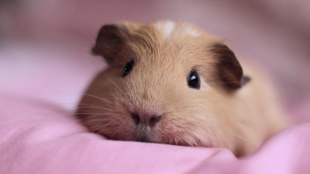 Adorable Guinea Pig on Soft Pink Bedding wallpaper