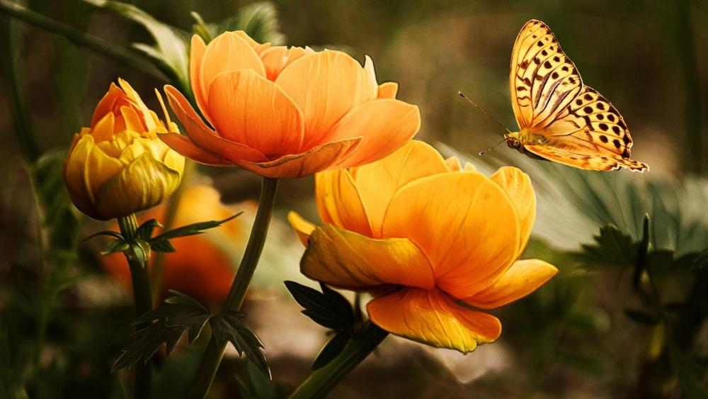 Butterfly's Graceful Dance Amidst Blooming Splendor wallpaper
