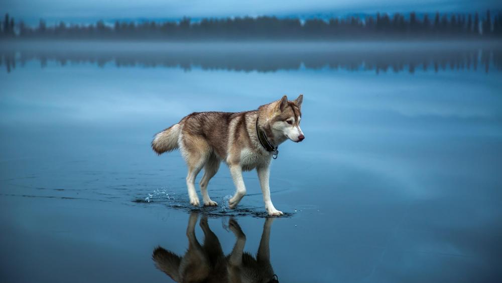 Misty Waterscape with Reflective Husky wallpaper
