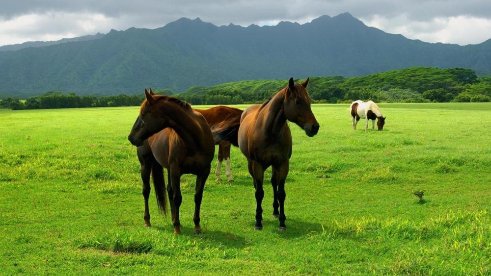 Majestic Horses in Tranquil Meadow Scenery wallpaper