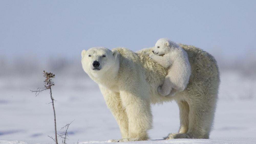 Polar Bear and Cub in Snowy Vista wallpaper