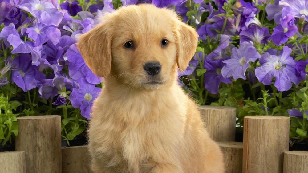 Adorable Golden Puppy Among Flowers wallpaper