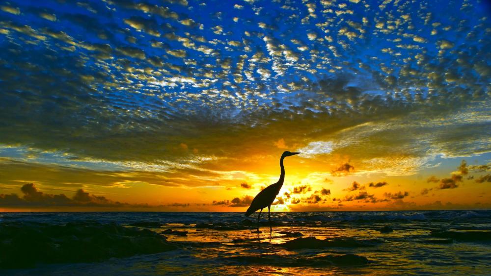 Sunset Silhouette with Graceful Bird in Flight Sky wallpaper