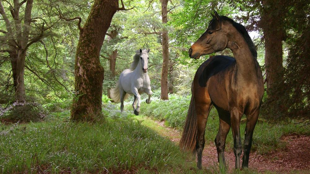 Mystical Forest Horses Encounter wallpaper