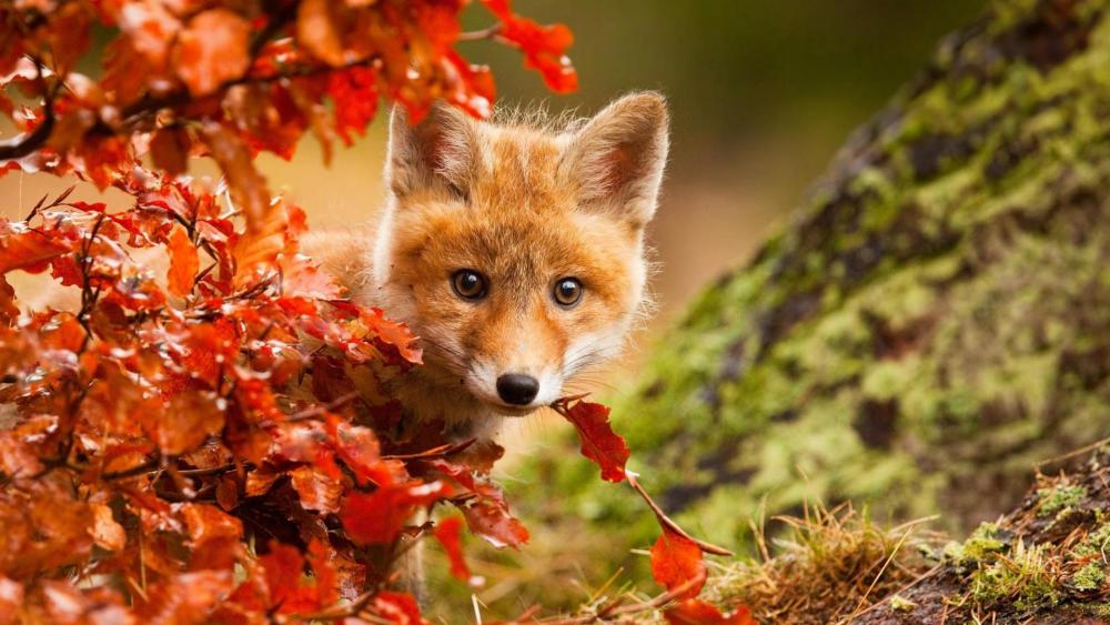 Curious Fox Cub Peeking Through Autumn Leaves wallpaper