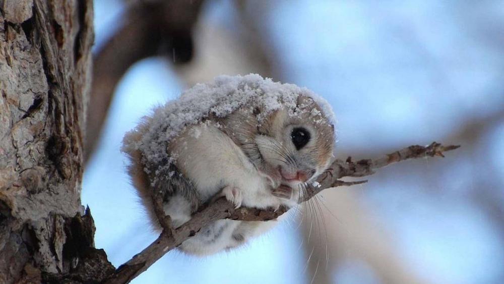Adorable Snow-Capped Japanese Flying Squirrel wallpaper