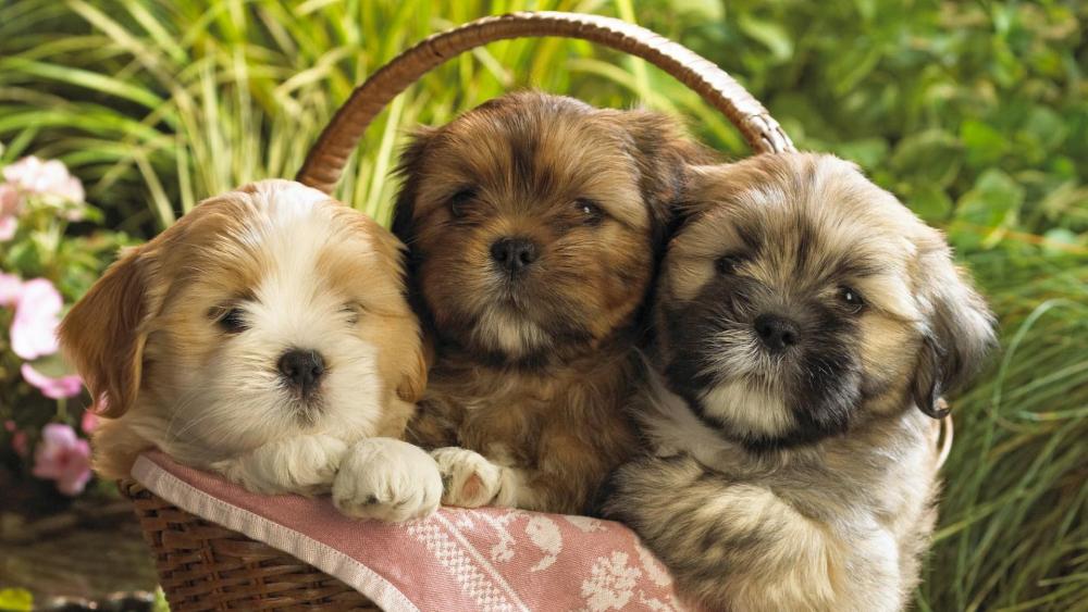 Puppies Nestled in a Cozy Basket wallpaper
