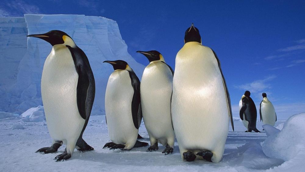Emperor penguins in Antarctica wallpaper