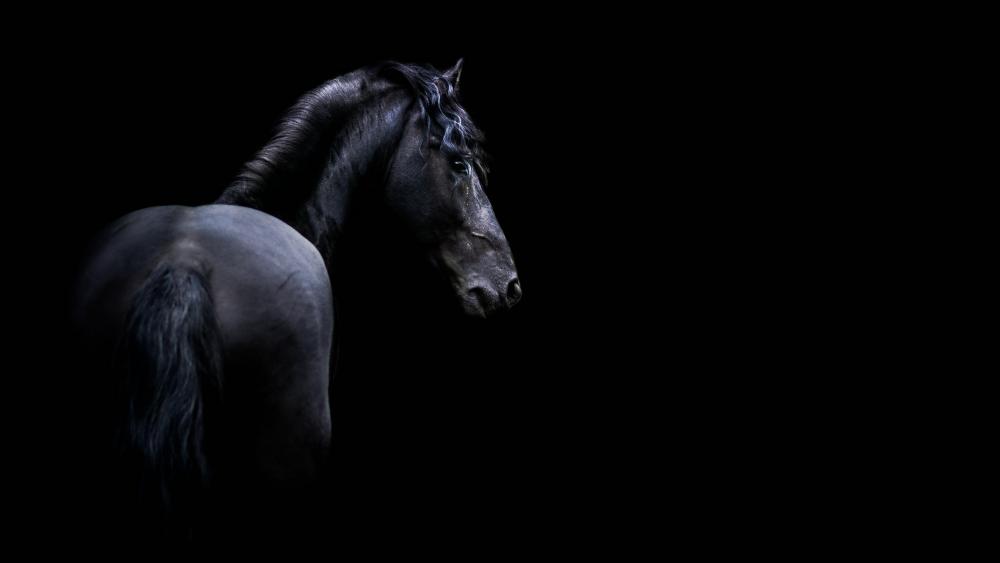 Majestic Dark Horse in the Night wallpaper