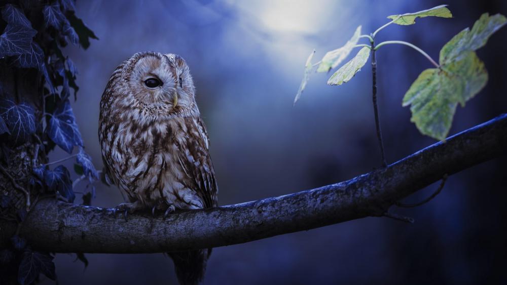 Mystical Owl on a Moonlit Branch wallpaper