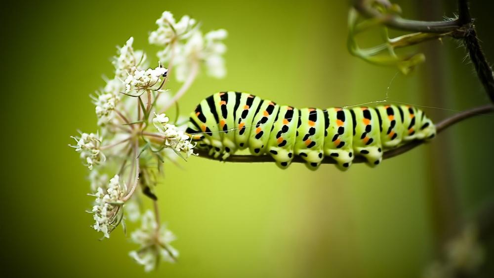 Vibrant Caterpillar on Blossoming Branch wallpaper