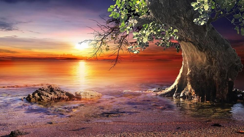 Lonely tree in sunset wallpaper