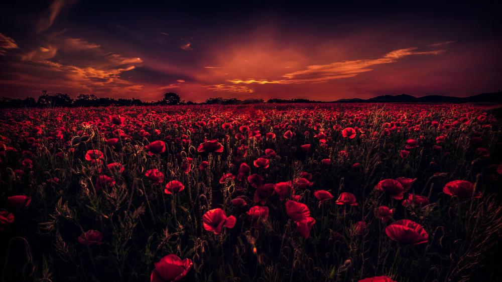 Poppy field in the sunset wallpaper