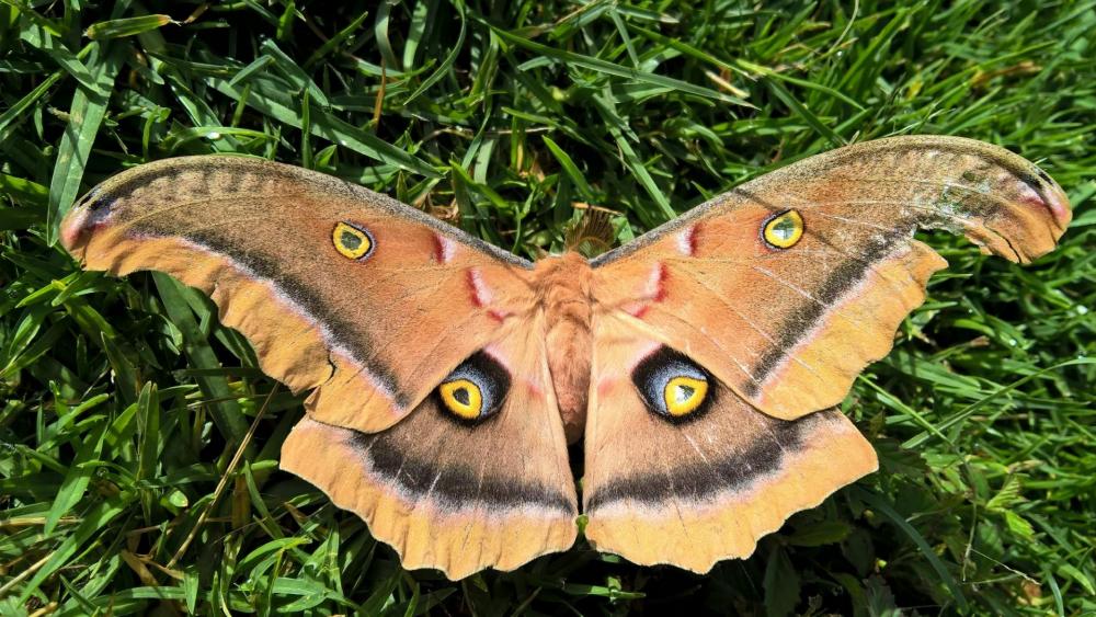 Butterfly on the grass wallpaper