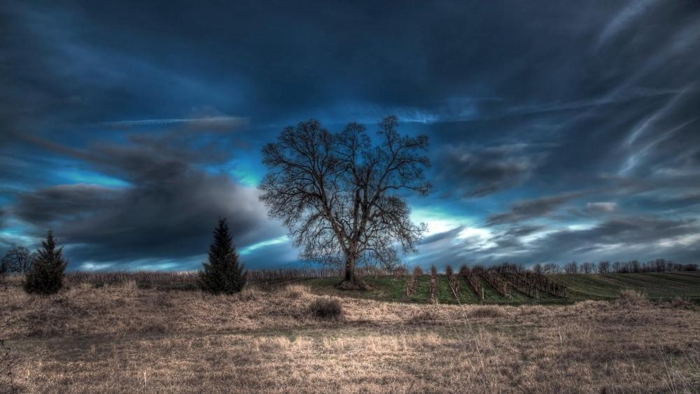 Cloudy dark field with a lonely tree wallpaper