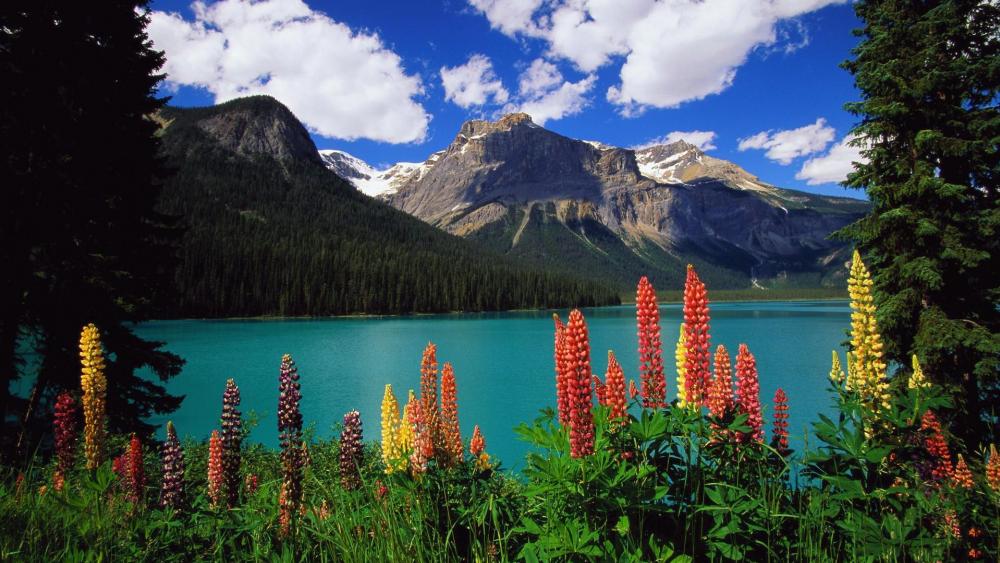 Flowery landscape from Emerald Lake wallpaper