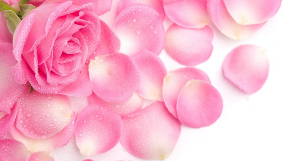 Pink rose petals wallpaper