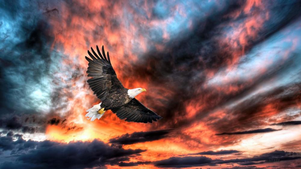 Bald Eagle flying on clouds at sunset wallpaper