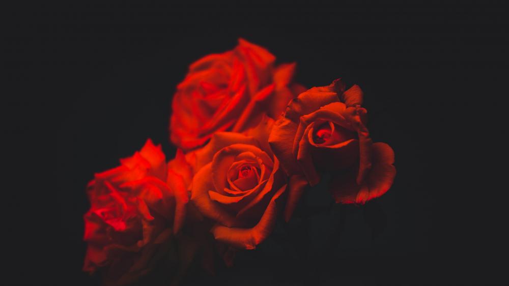 Red rose bouquet wallpaper