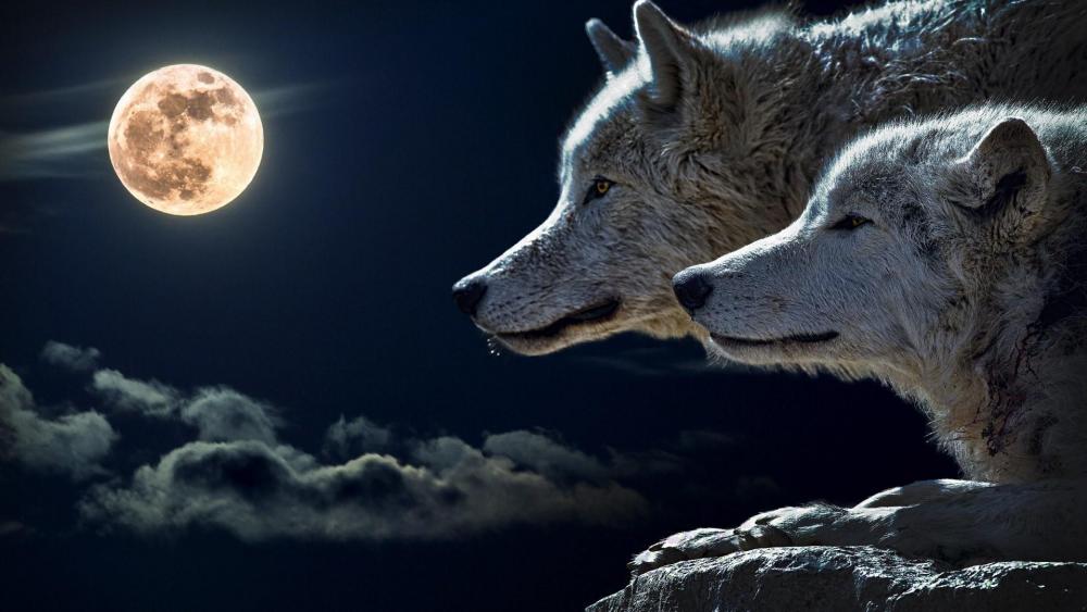 Wolves in full moon wallpaper