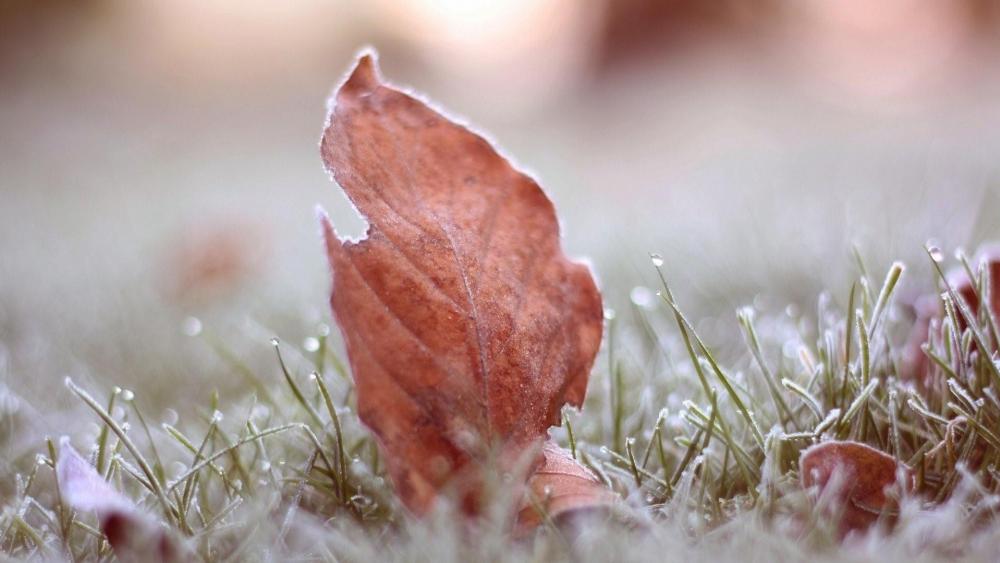 Frozen leaf on the grass ️ wallpaper