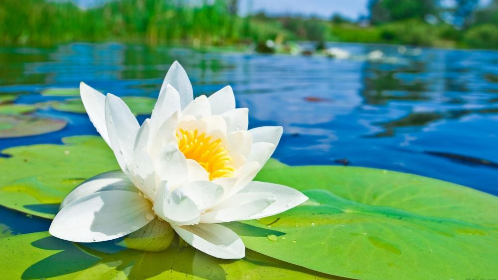 White waterlily on the lake wallpaper