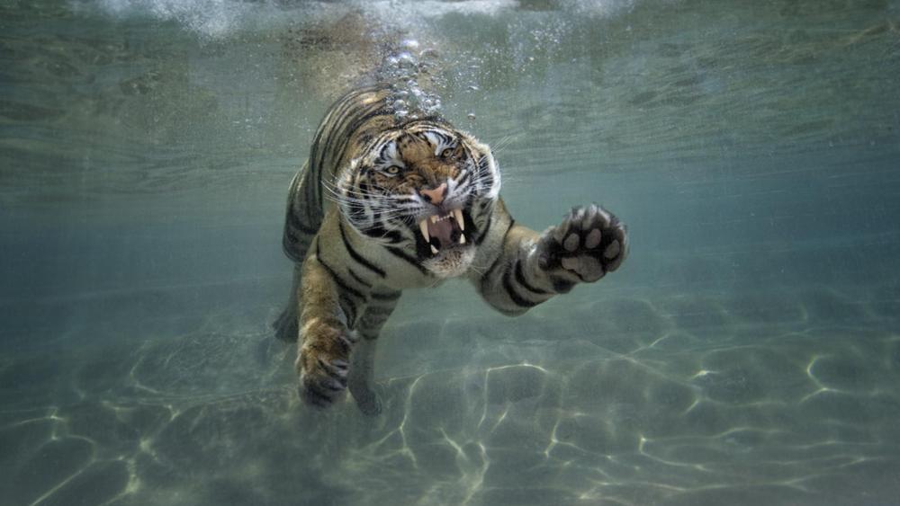 Tiger in the pool wallpaper