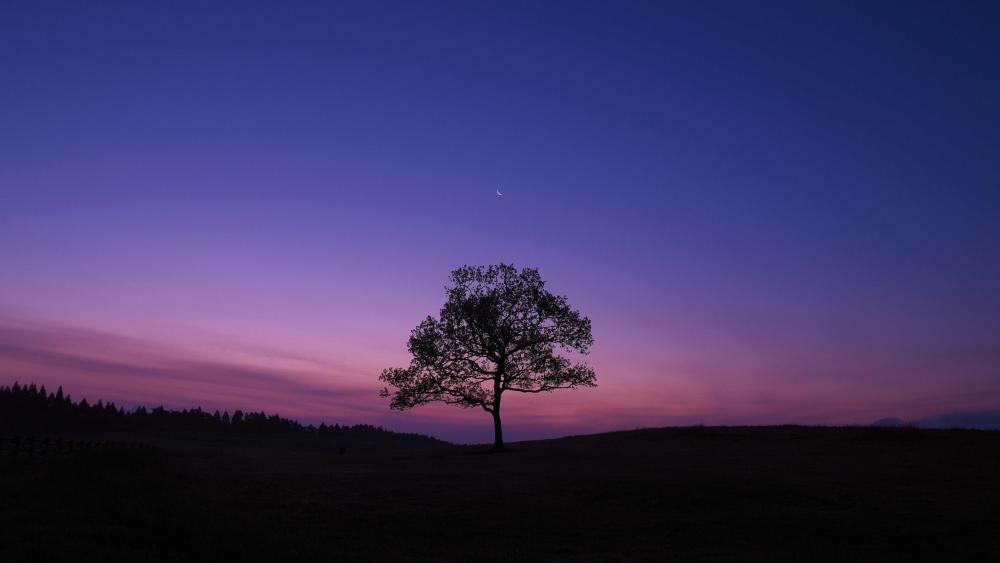 Lonely tree at night wallpaper