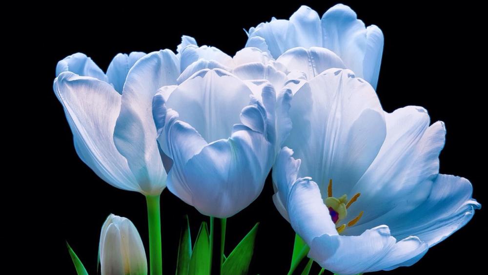 Beautiful blue tulips wallpaper