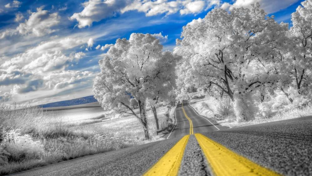 Road with white trees wallpaper