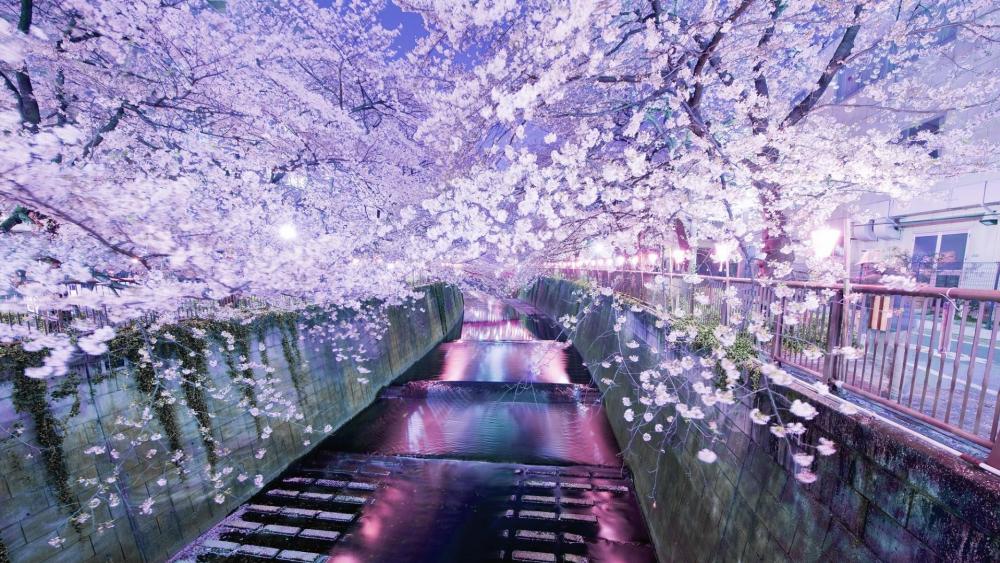 Cherry blossom above river wallpaper