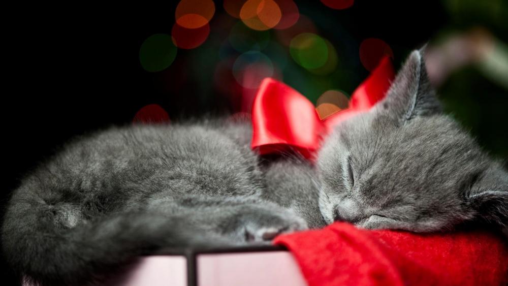 Sleeping kitten wallpaper
